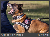 police dog.jpg